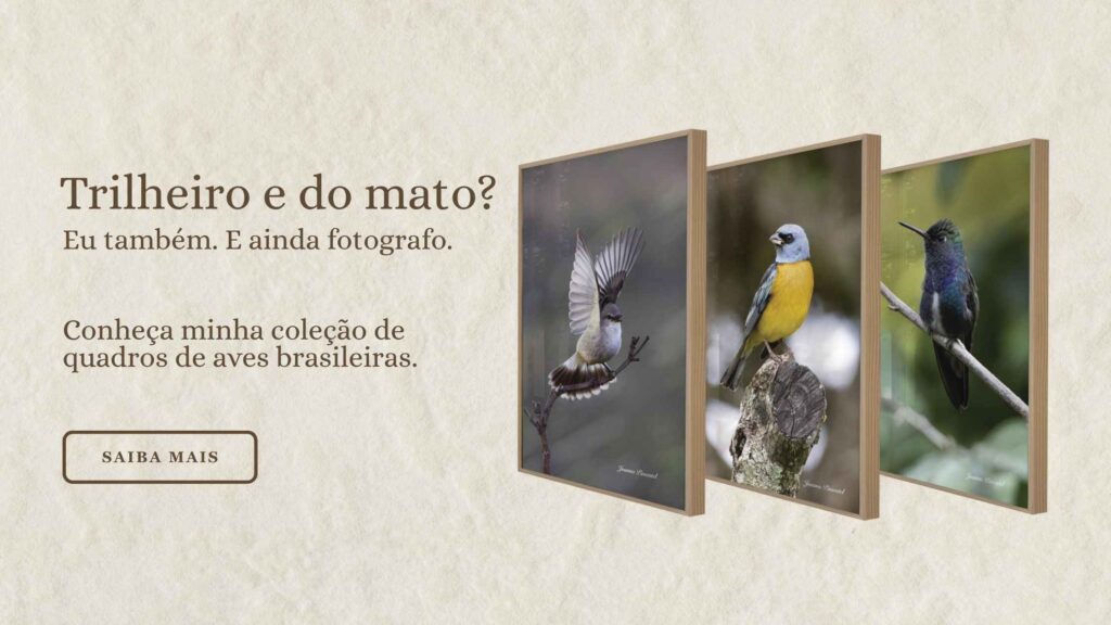 Quadros ViaJô Caminhando