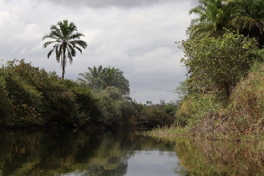 Marimbus Pantanal da Chapada